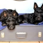 scottish-terriers-1723932_960_720