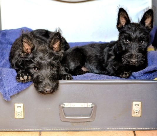 Perros en Alemania, ¿educados por naturaleza?