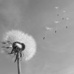 Dandelion – Filosofia