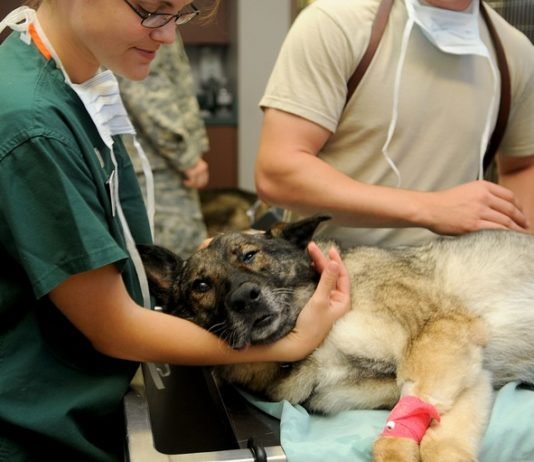 Estudia Medicina Veterinaria en Alemania