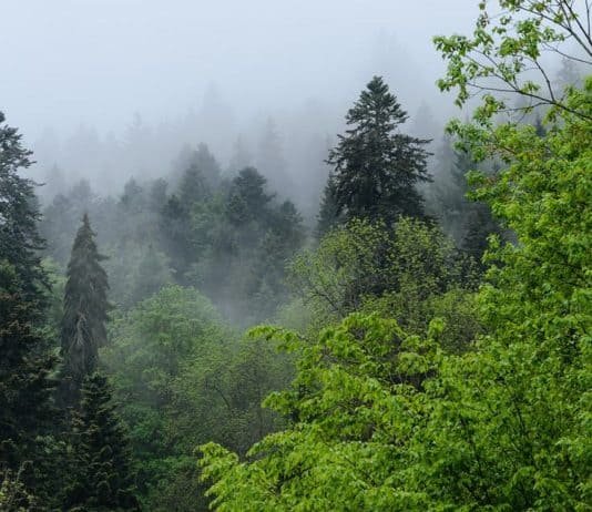 La Selva Negra; Sus aspectos historicos 1ra. parte